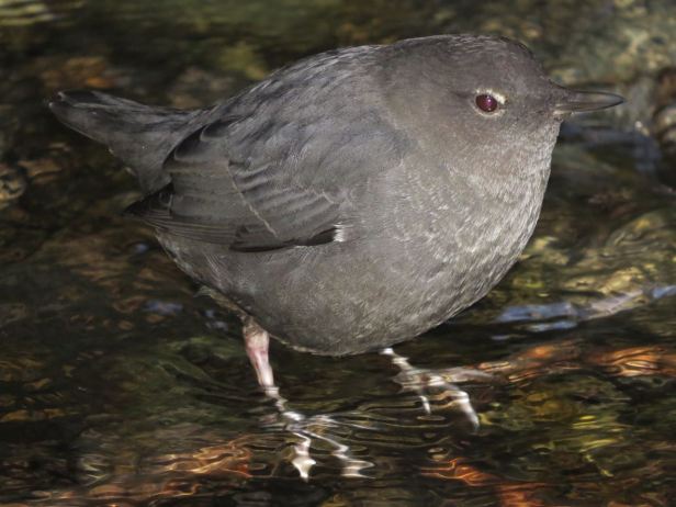 Dipper --up close in the clear waters of Fern Canyon, Prairie Creek Redwoods State Park.