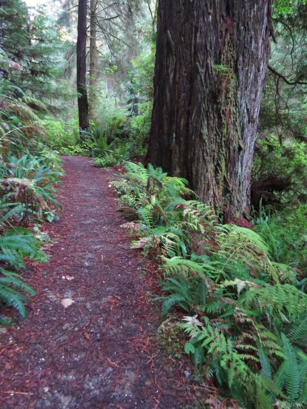 James Irvine trail in Prairie Creek Redwoods State Park