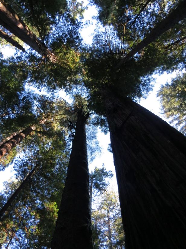 Looking up- Redwoods! Prairie Creek Redwoods State Park