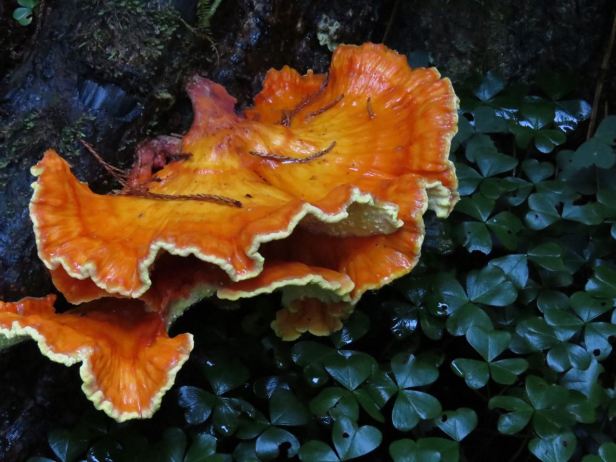Orange fungus and oxalis--the lucky four-leaf clover-like plant