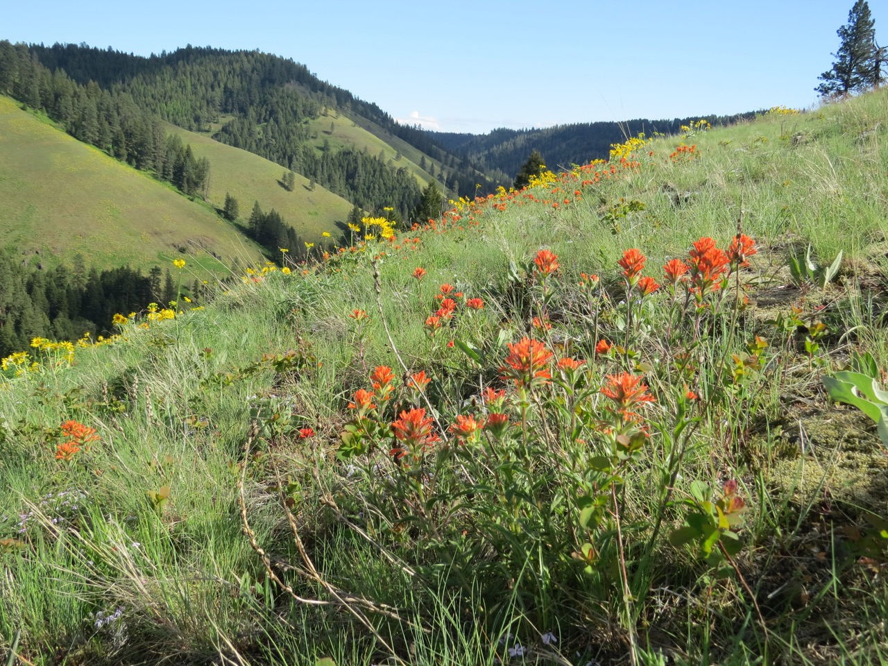 How Flowers Changed the World Kingfisher Journey Marina Richie